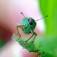 How to do amazing pics with your iPhone Macro Lens