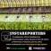 9 Instagramers official InstaReporters of Lechia Gdansk football match