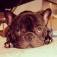 FocusOn 1.68: Boss aka @bossthefrenchbulldog
