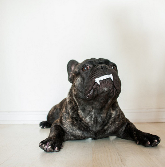 FocusOn 1.68: Boss aka @bossthefrenchbulldog | Instagramers.com