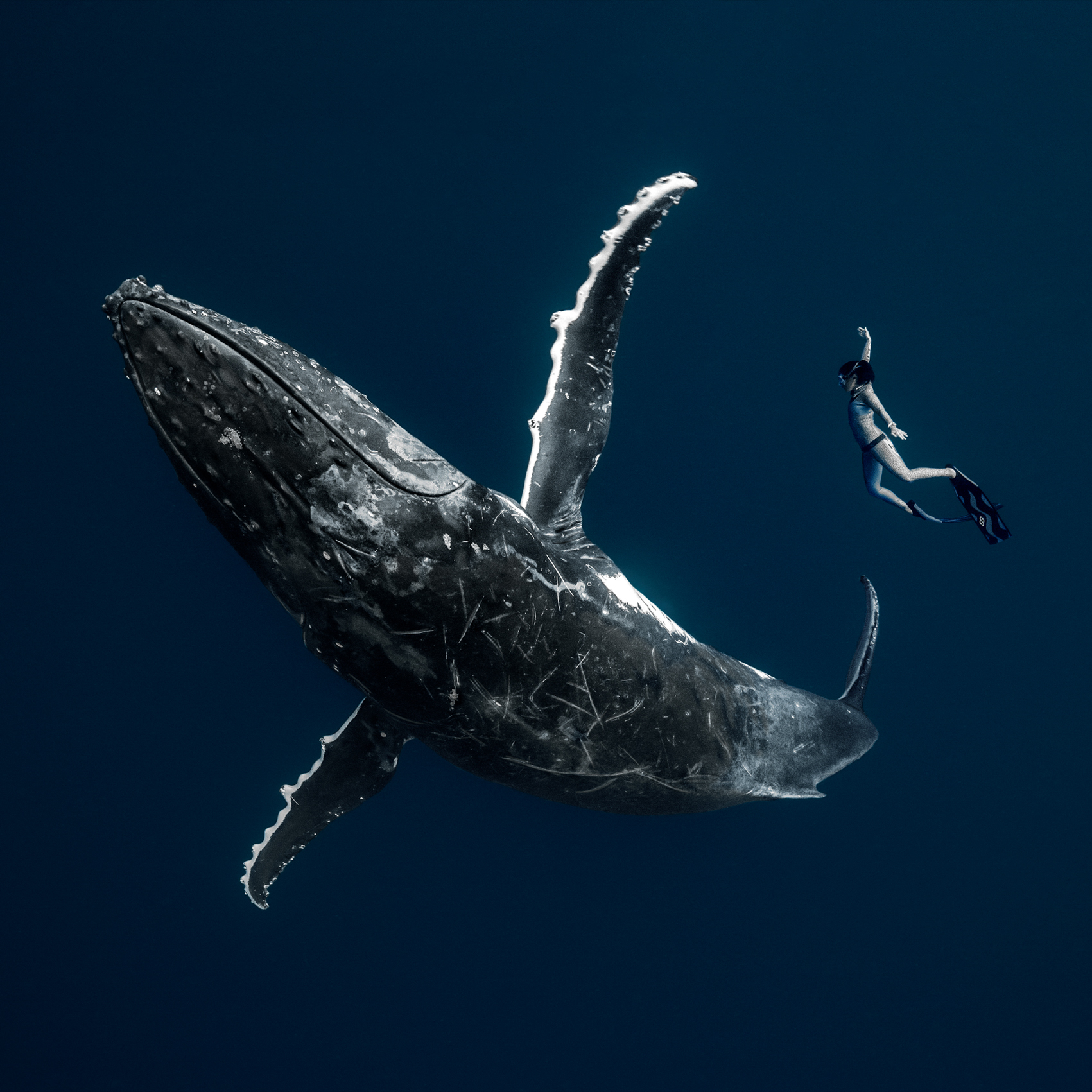 Ai Futaki - Life under water photography - whale