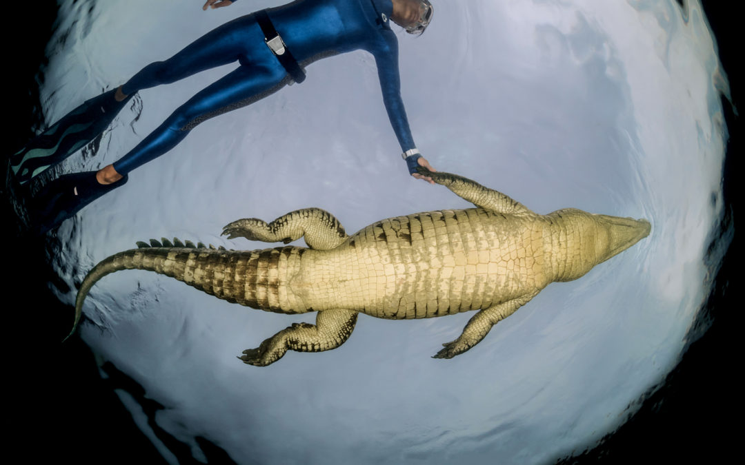 Ai Futaki swmming with a crocodile